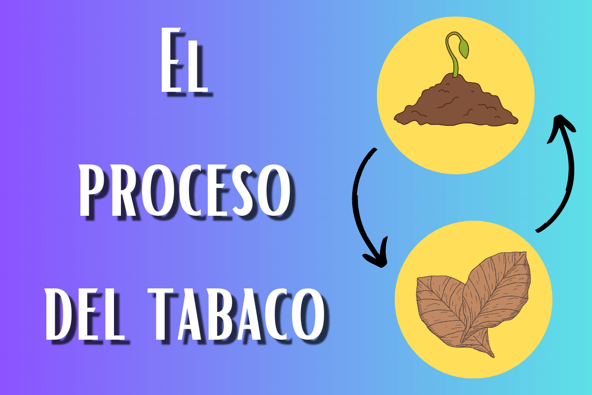 El proceso del tabaco. Más que un producto, un ser vivo